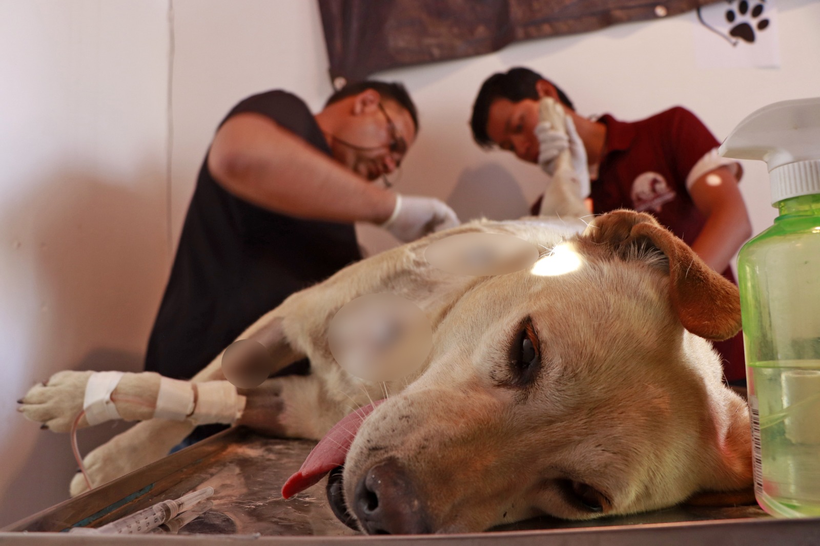Condena Omar Muñoz ataque a machetazos a una perrita afuera del mercado municipal 