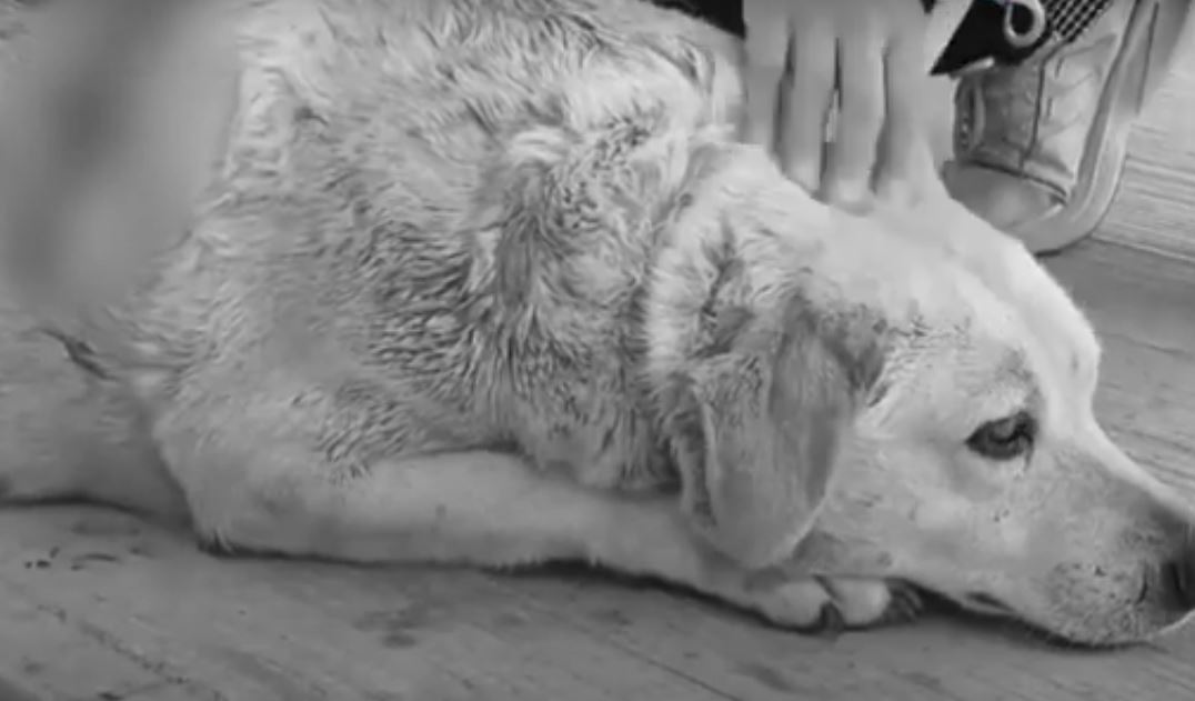 Perrita “Gordita” sobrevive a brutal ataque en Puebla: buscan responsables