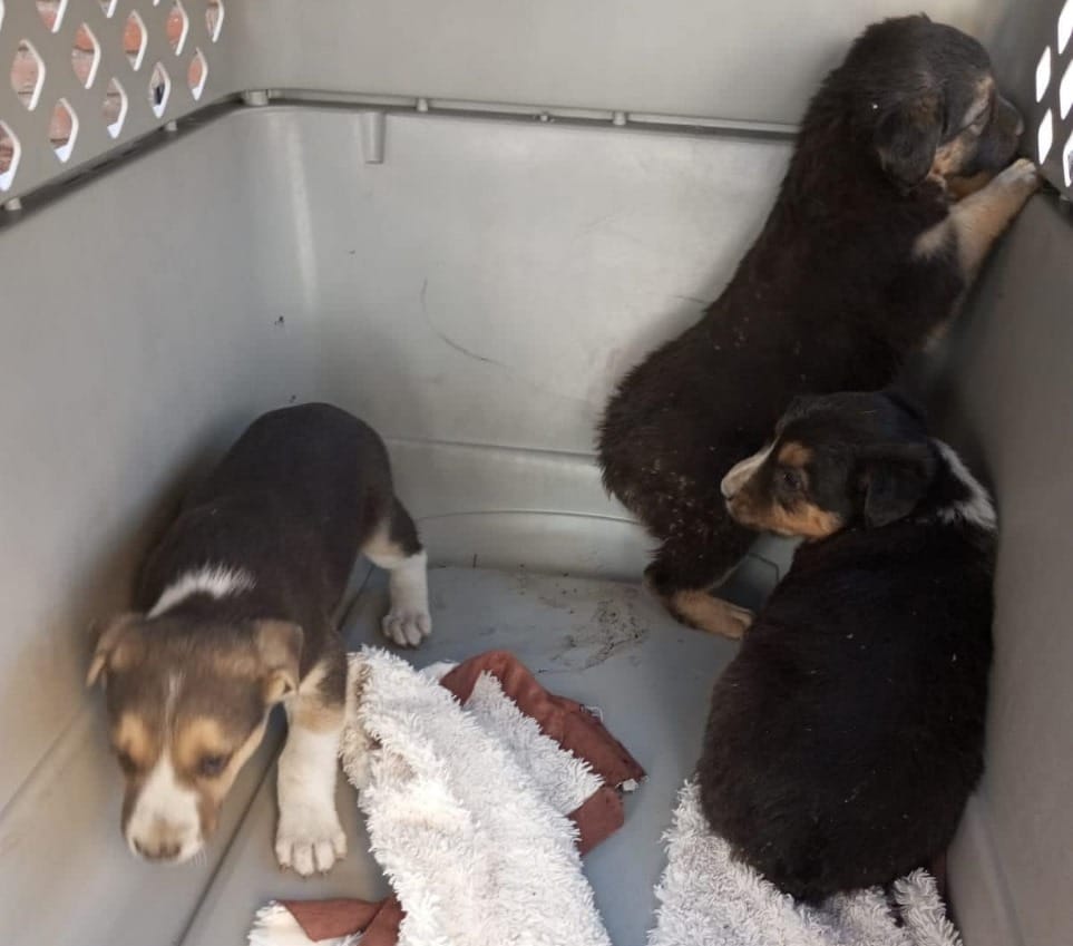 Rescate de canes en San Agustín Calvario tras denuncia por crueldad animal