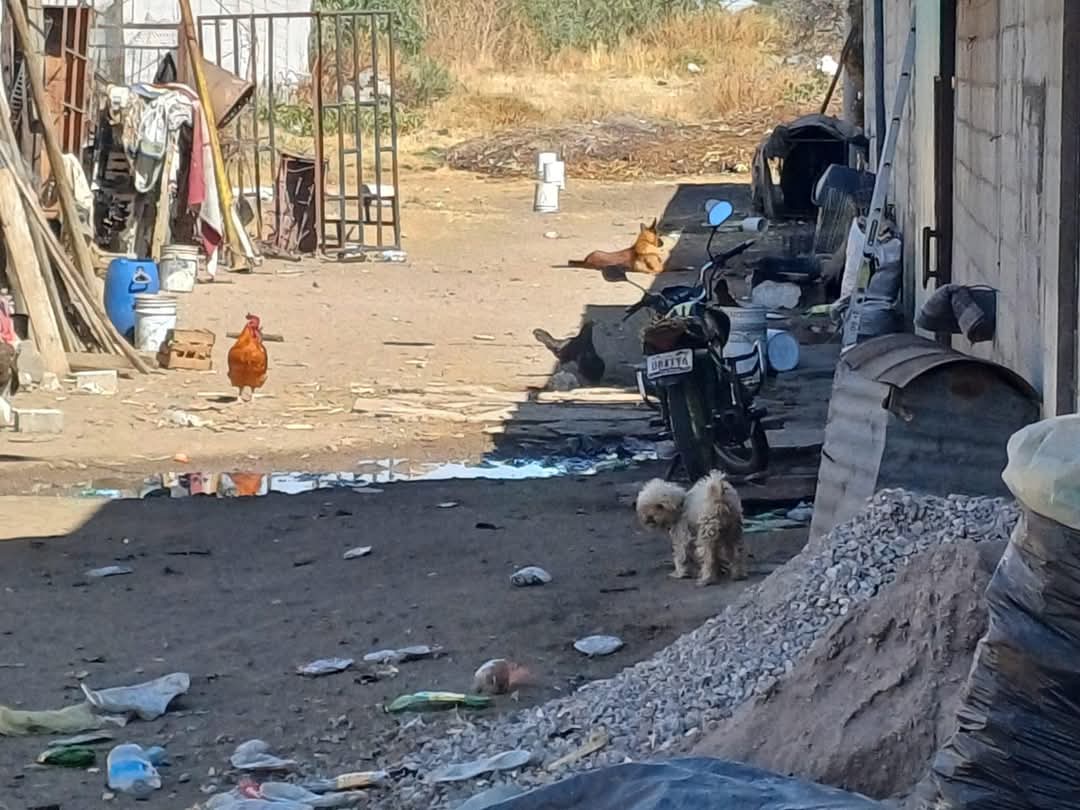Imparable maltrato animal en Tlaxcala, PROPAET atiende dos casos en Chiautempan y Tlaxco