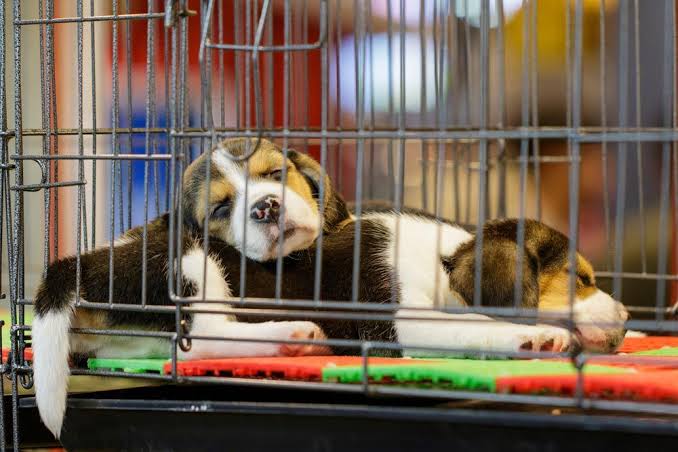Tlaxcala: Importancia de los animales de compañía y la falta de reglamentos municipales