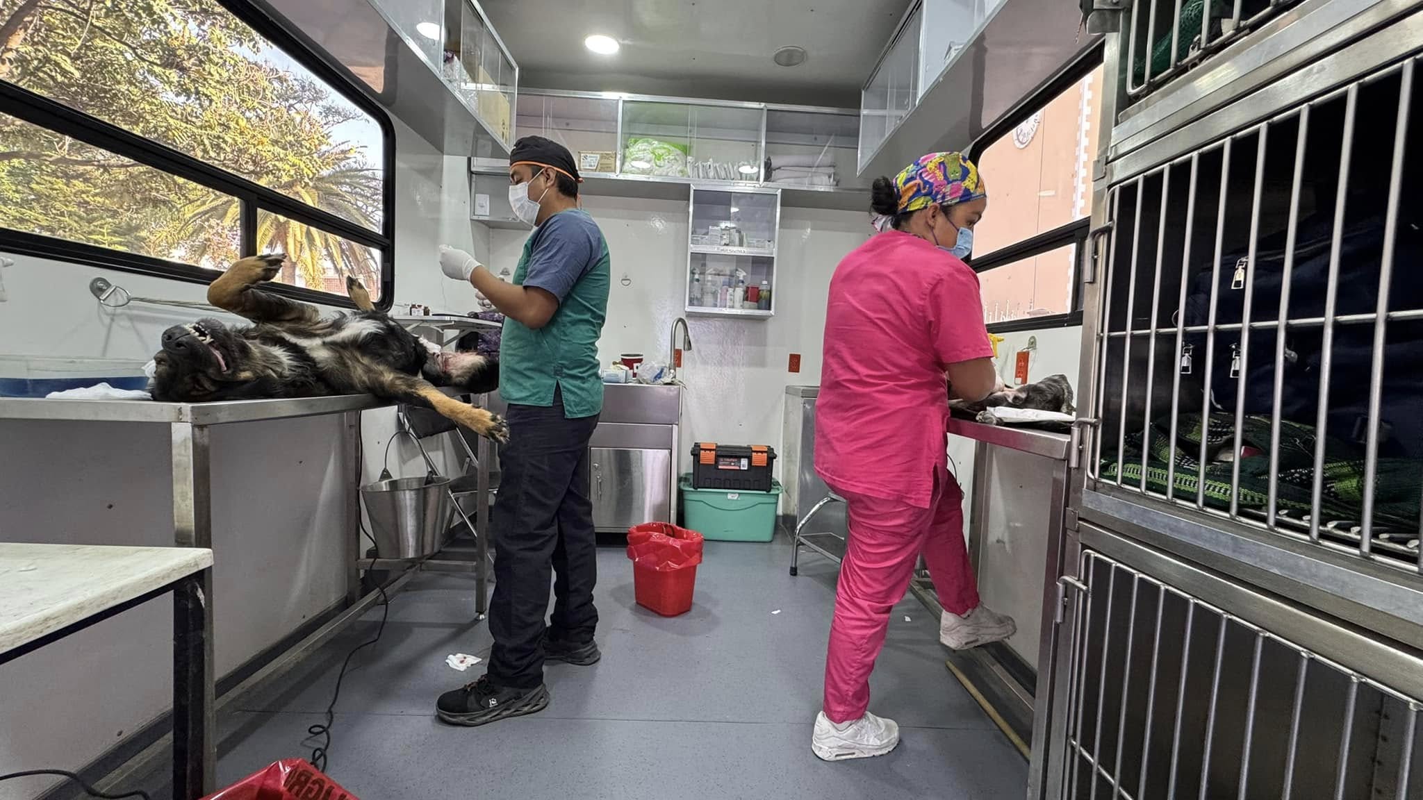 Ariadna Ayala refuerza el cuidado de mascotas con Jornadas de Esterilización en Atlixco