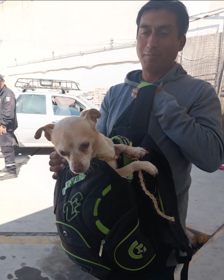 “Negrita” y “Canelo” encuentran un nuevo hogar