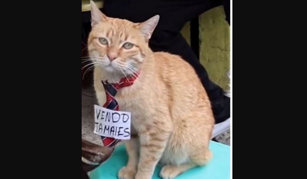 Conoce a Toby, el gato tamalero que conquista Toluca con su ternura