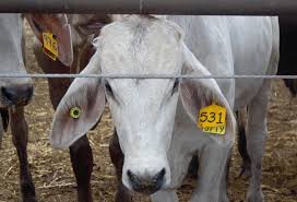  Estados Unidos cierra frontera por nuevo caso de gusano barrenador en México