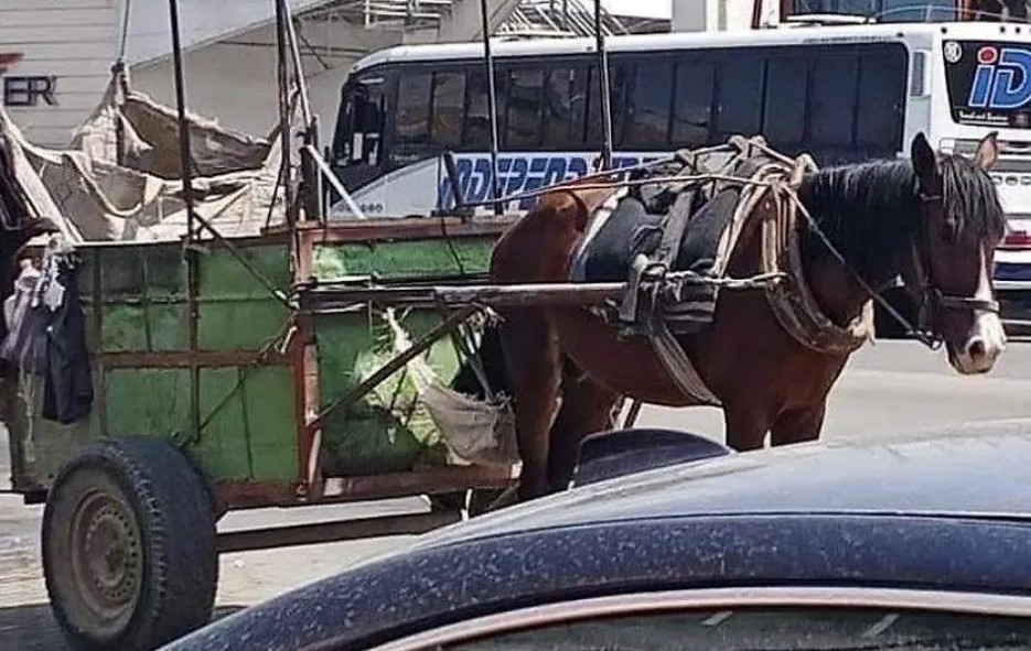 Texmelucan prohíbe uso de caballos en recolección de basura