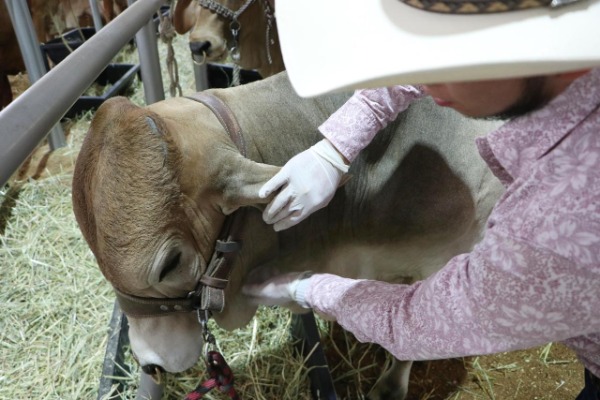 Afirma Desarrollo Rural que Puebla está libre del gusano barrenador