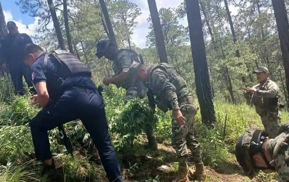 Localizan y aseguran plantas de marihuana en Santa Rita Tlahuapan