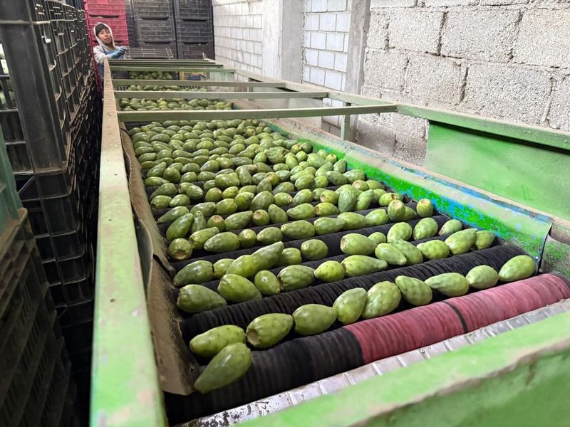 Puebla inicia exportación de nopal y tuna a Estados Unidos