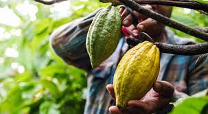 FIDA advierte que aranceles de EU agravan la inflación en café, cacao y alimentos