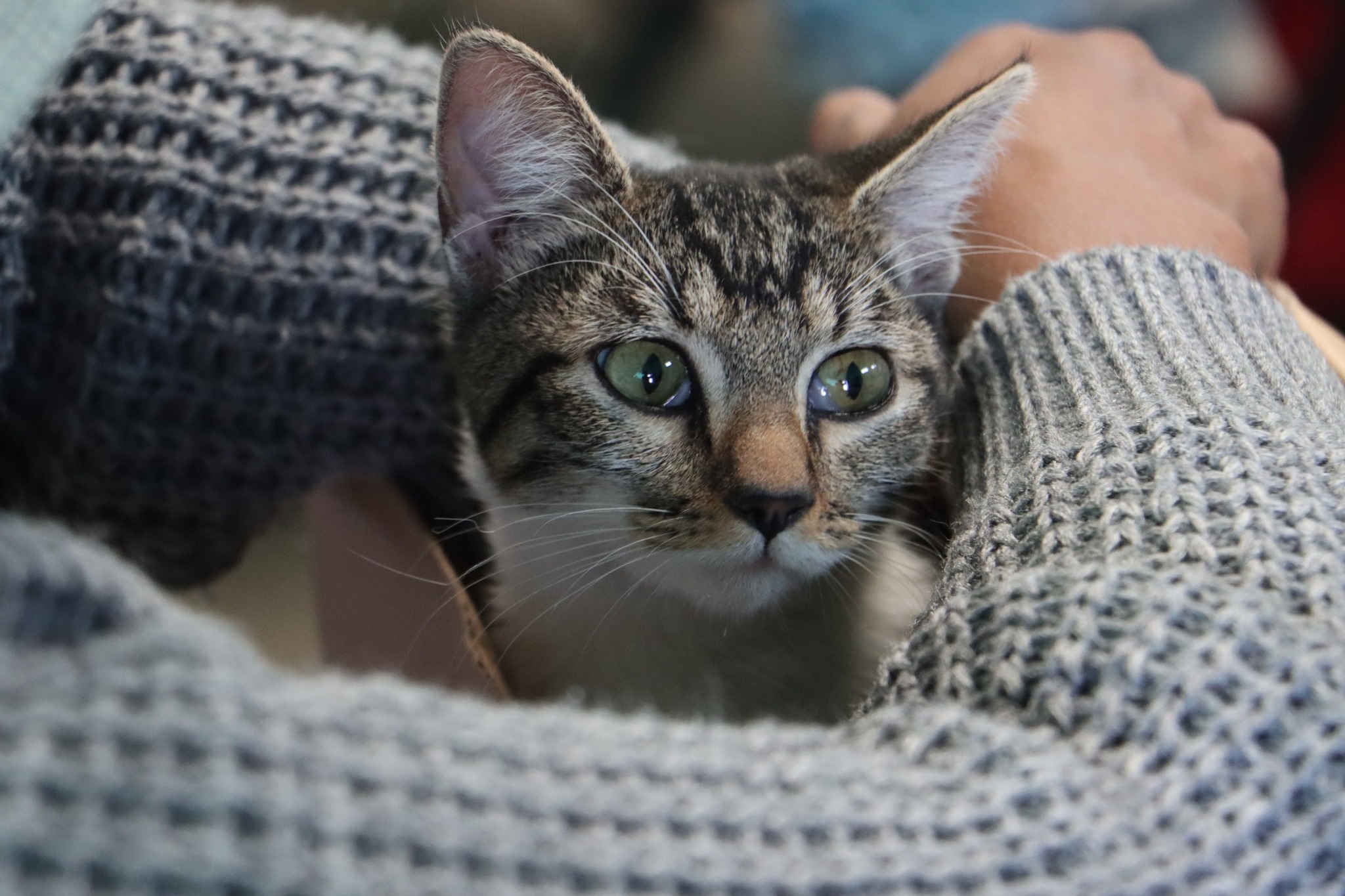 Refuerzan en Cuautlancingo jornada gratuita de esterilización y vacunación antirrábica