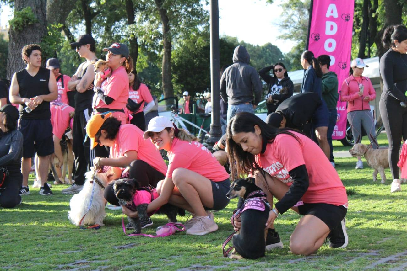 desafio canino spch 3