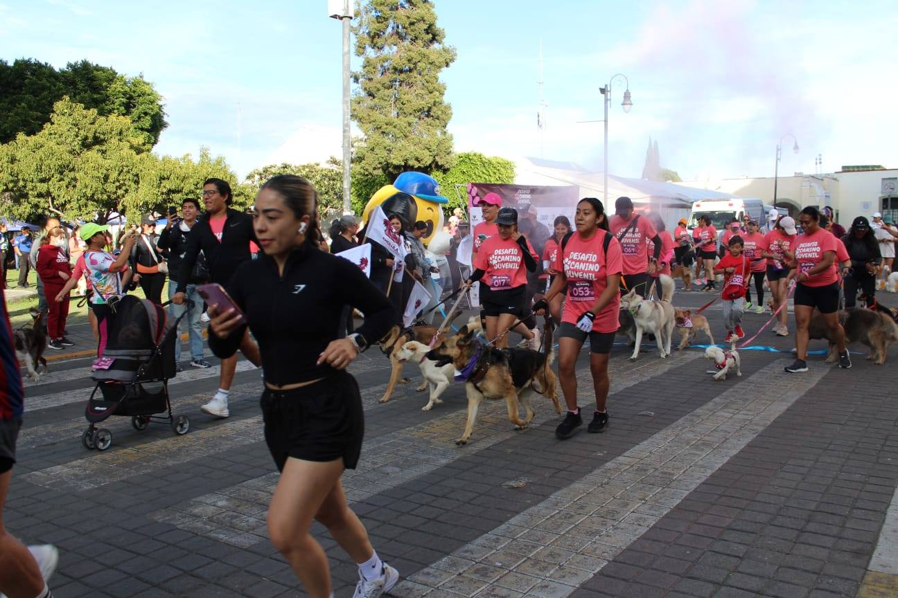 desafio canino spch 4