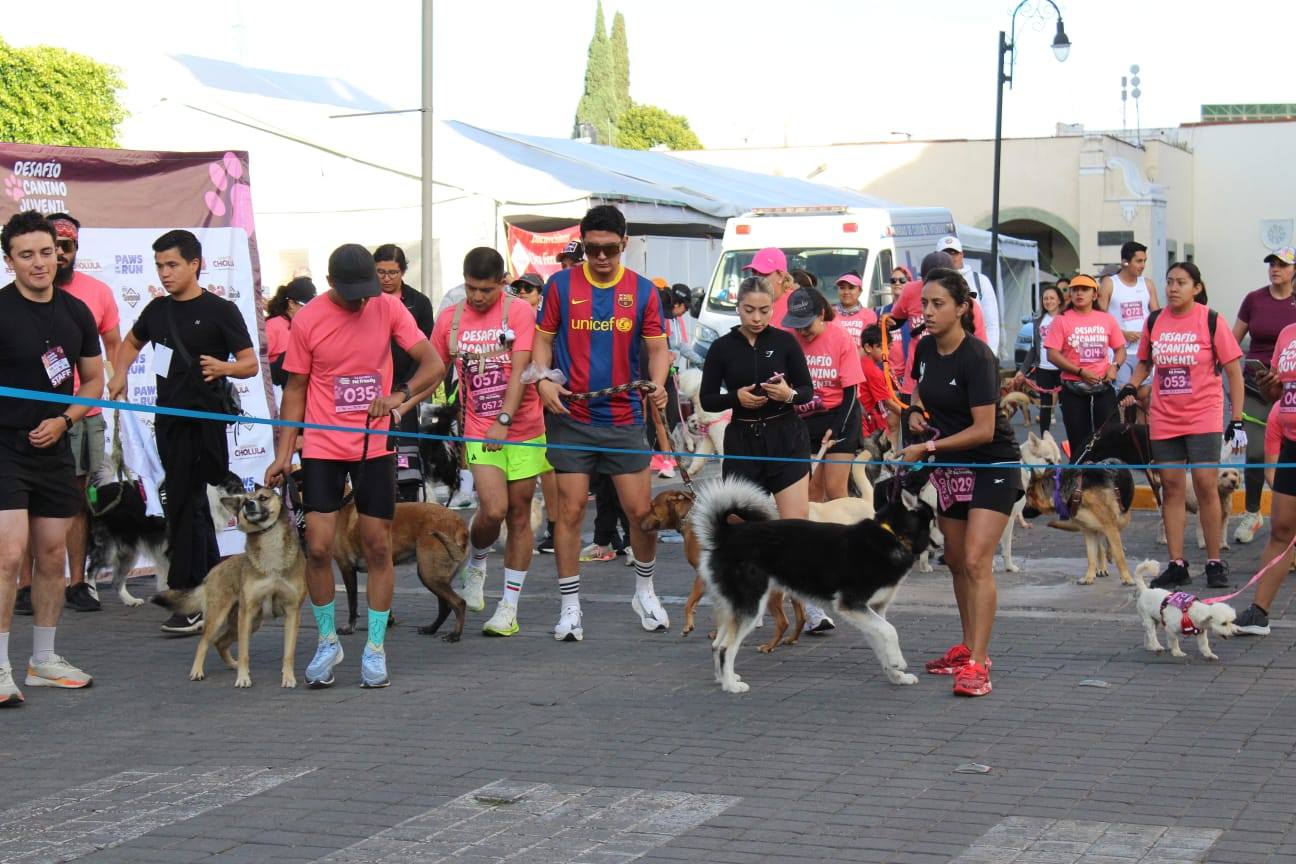 desafio canino spch 5