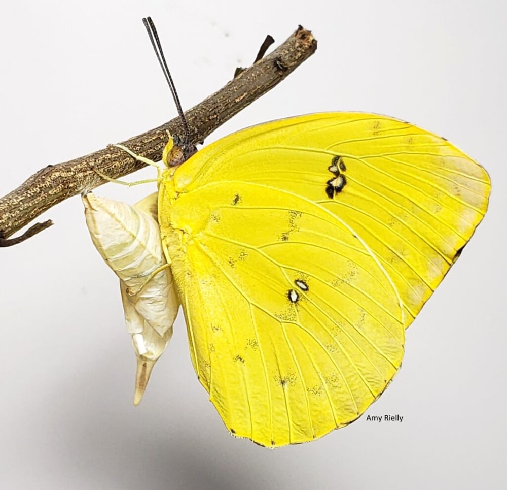 mariposa