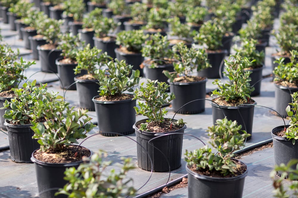 plantas2