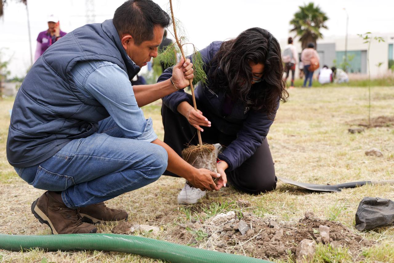 Continúa reforestación en San Andrés Cholula con más de 1,800 árboles sembrados