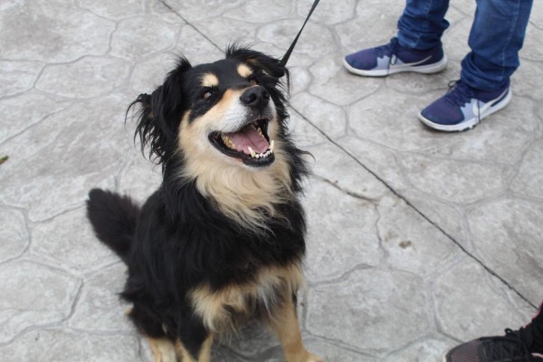 Proponen castigar abandono de mascotas en Puebla con cuatro años de cárcel