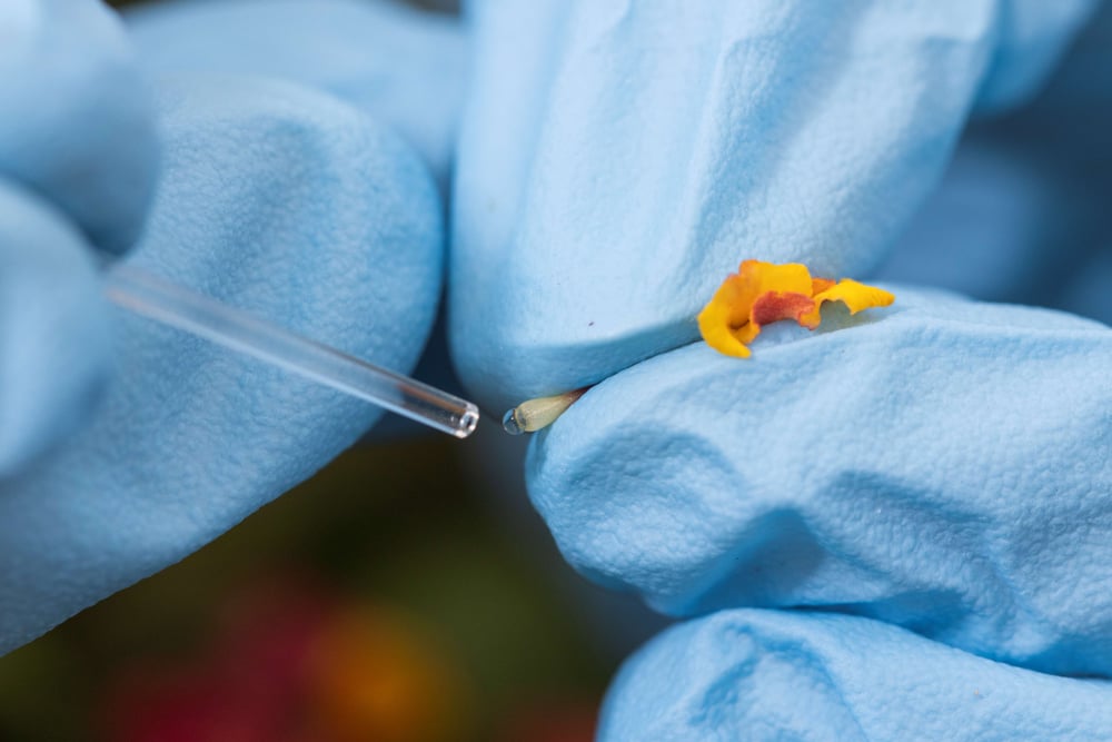 Investigación revela cómo los pesticidas afectan a los polinizadores