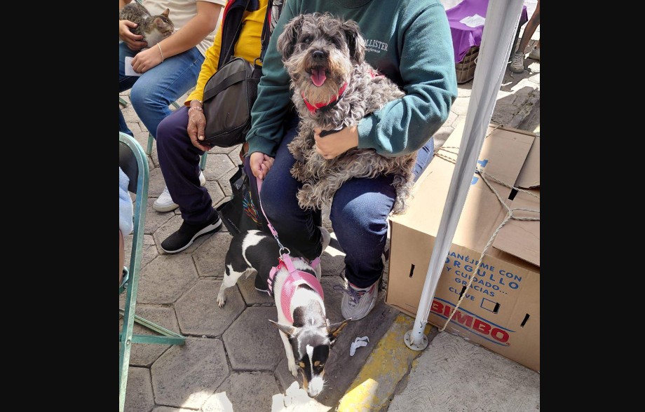 Jornadas de Bienestar Animal llegan a colonias de Puebla