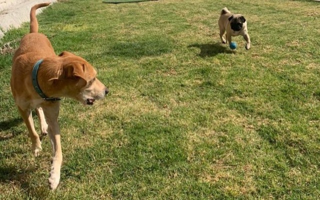 Registro de mascotas en el Padrón de Perros y Gatos será voluntario en Puebla