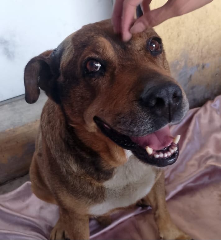 Centro de Bienestar Animal atiende a lomito agredido con arma punzocortante 