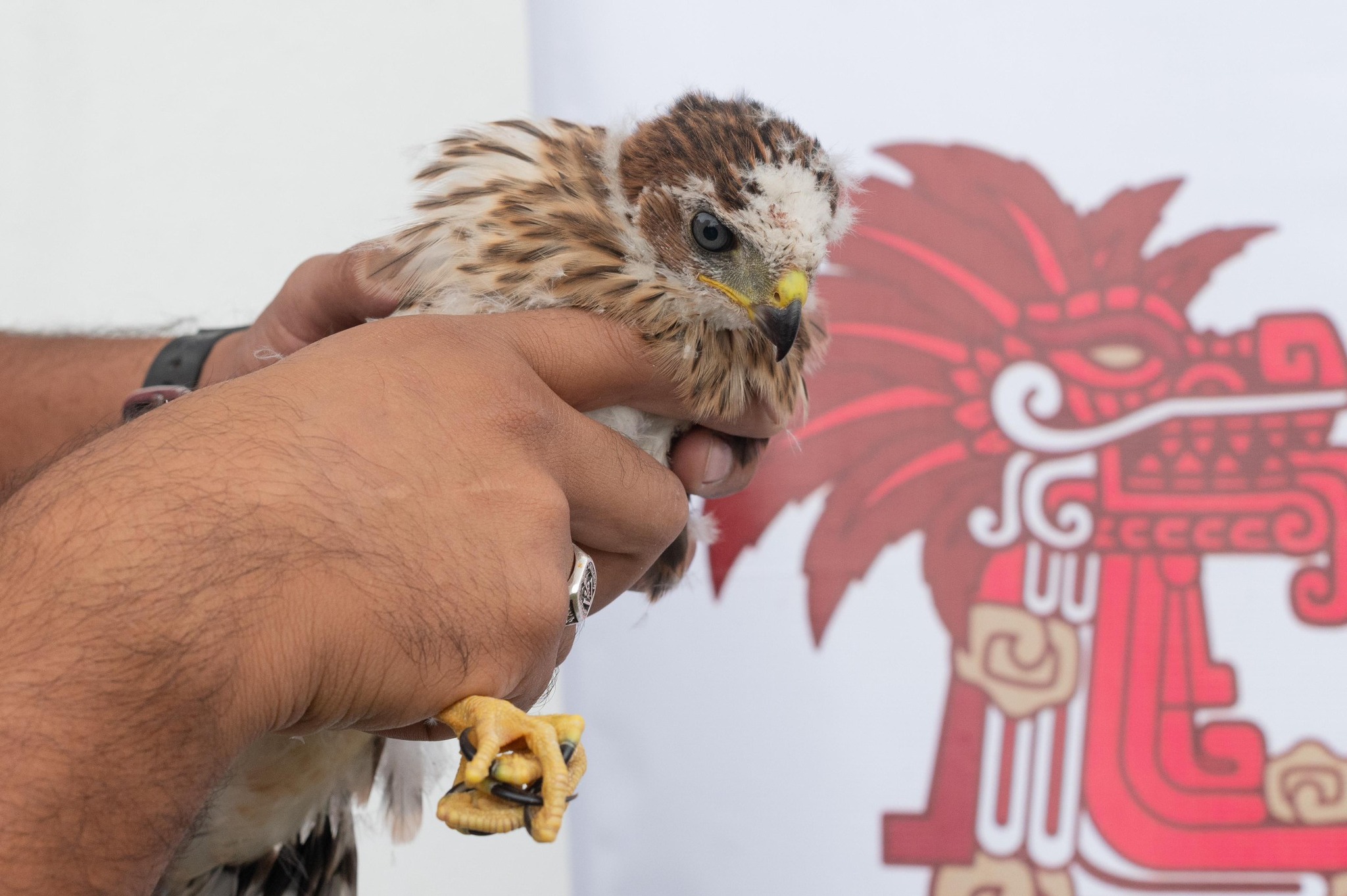 Rescatan ejemplar de Gavilán de Cooper en el Cerro Zapotecas