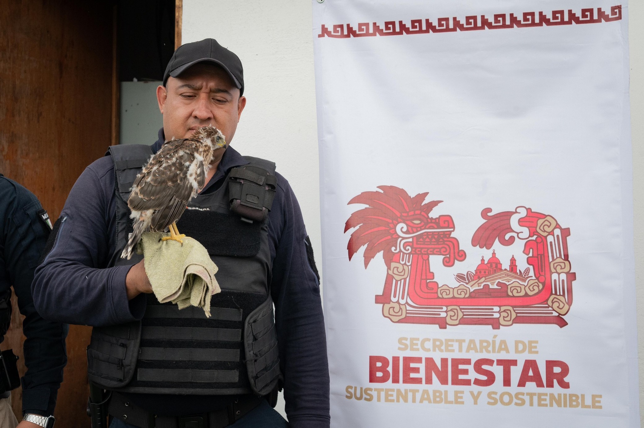 Rescatan ejemplar de Gavilán de Cooper en el Cerro Zapotecas