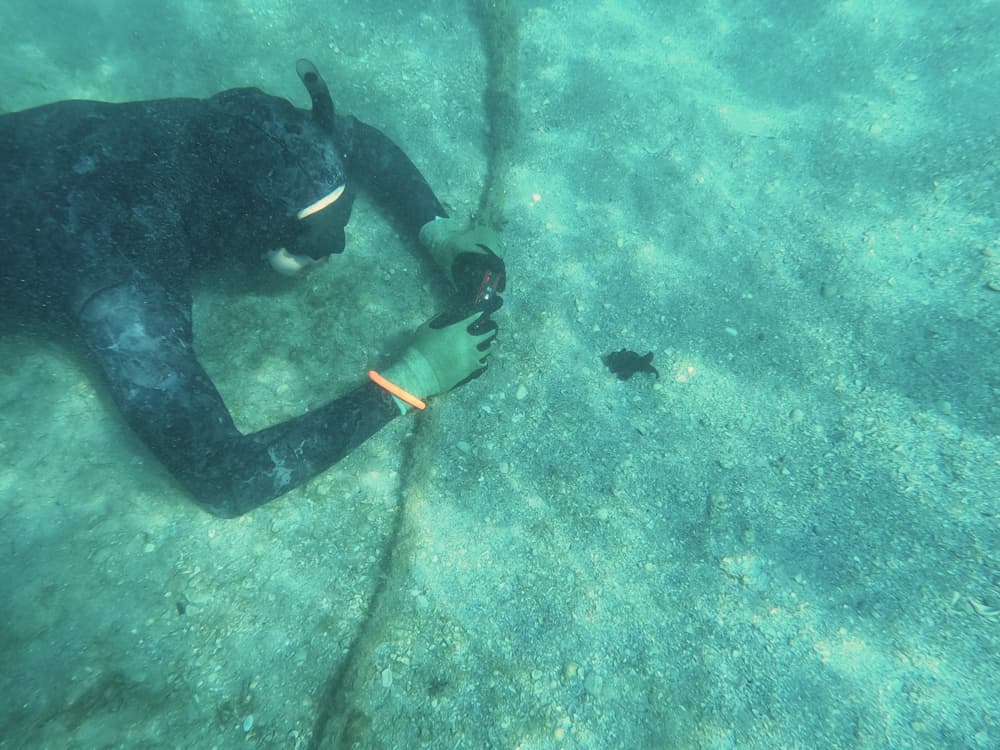Detectan enfermedad mortal en estrellas de mar en aguas de Florida
