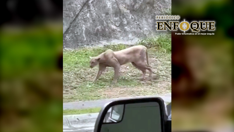 Puma sorprende en zona residencial: caza a un gato en segundos