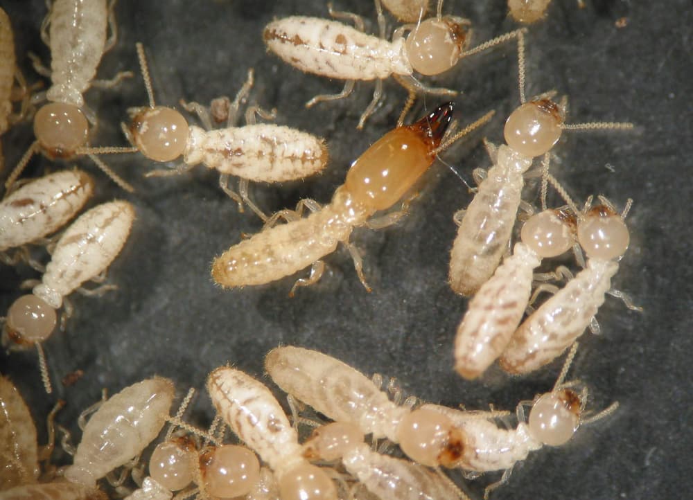 Detectan termitas híbridas altamente destructivas en Florida