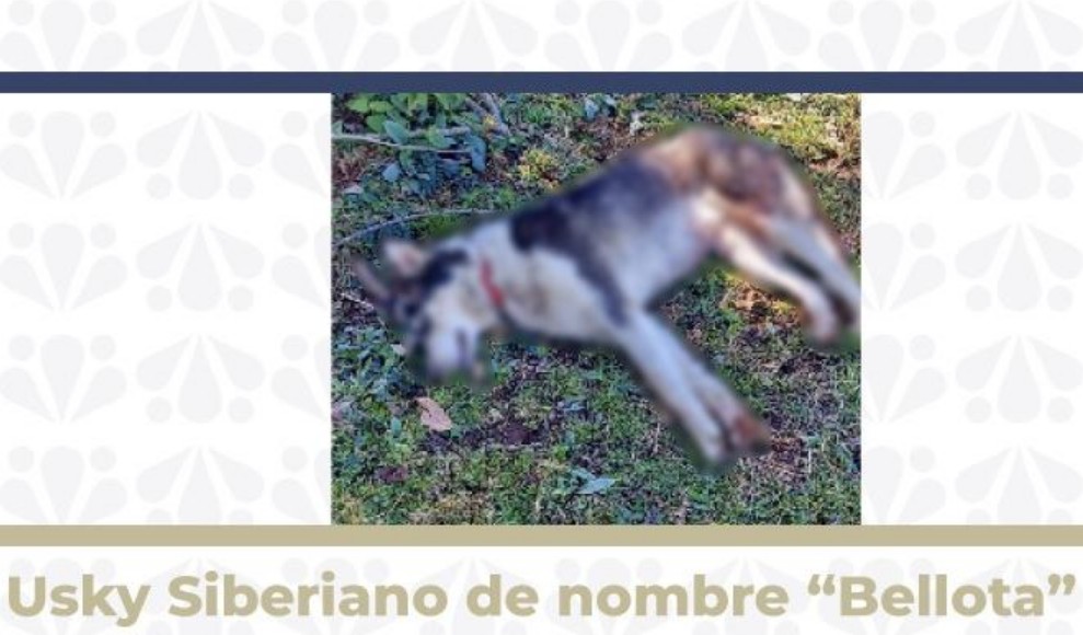 Vinculan a proceso a hombre por crueldad contra perrita en Zacapoaxtla
