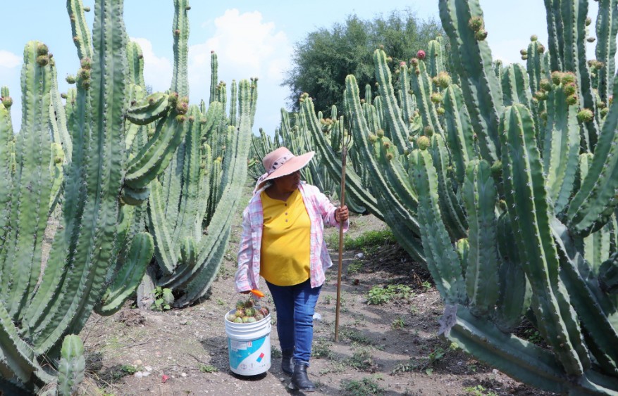 Puebla exporta 7 toneladas de pitaya a Estados Unidos