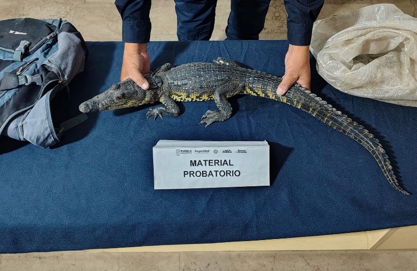 Descubren cocodrilo en el corazón de Puebla capital