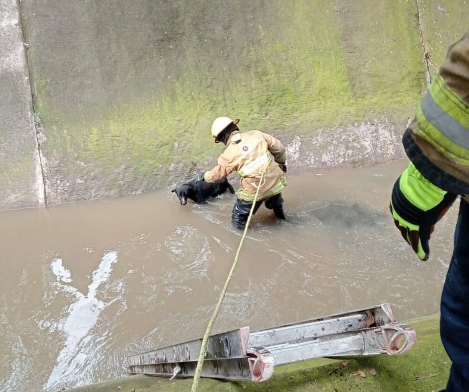 Rescatan con éxito a perrito que cayó al Río Rabanillo en Santiago Momoxpan