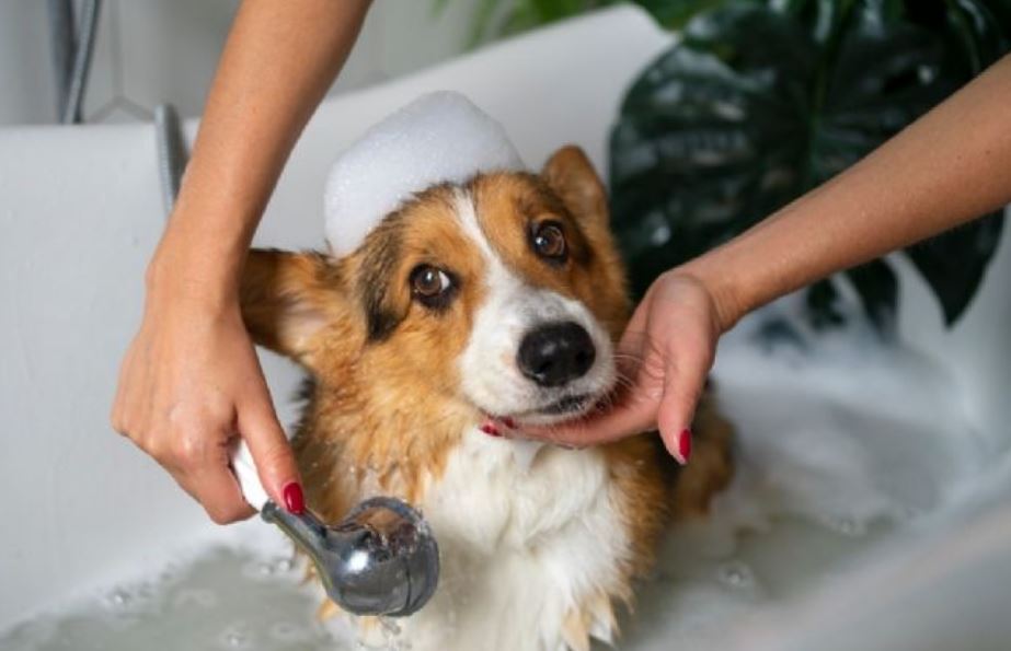 ¿Es bueno bañar seguido a tu perro en época de calor?