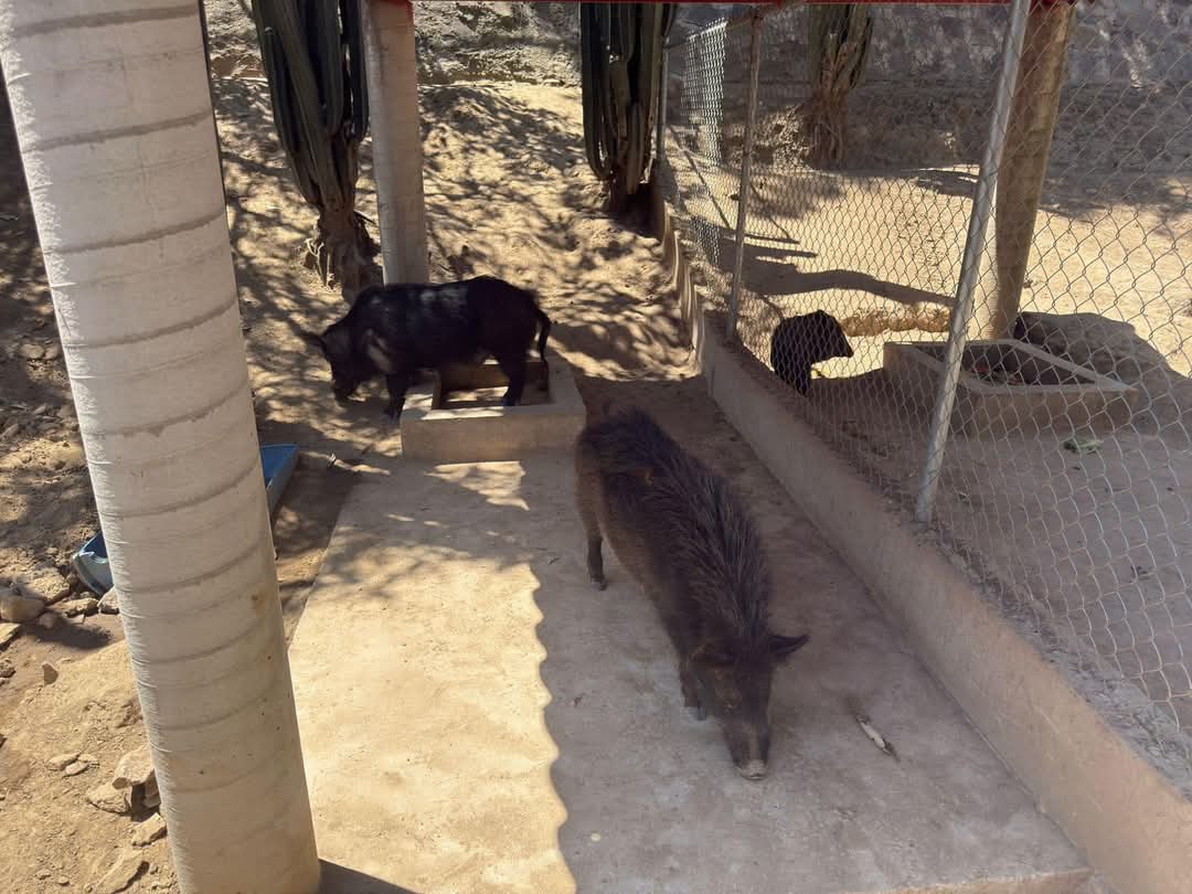 Incidente en el Zoológico del Altiplano: Jabalíes atacan a sus crías tras intervención de visitantes