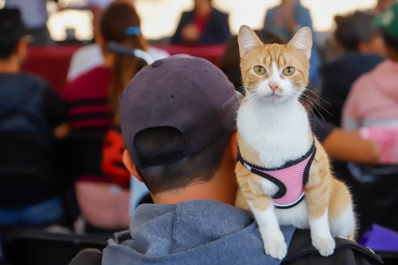 200 mascotas beneficiadas en exitosa Mega Jornada de Esterilización en San Pedro Cholula  