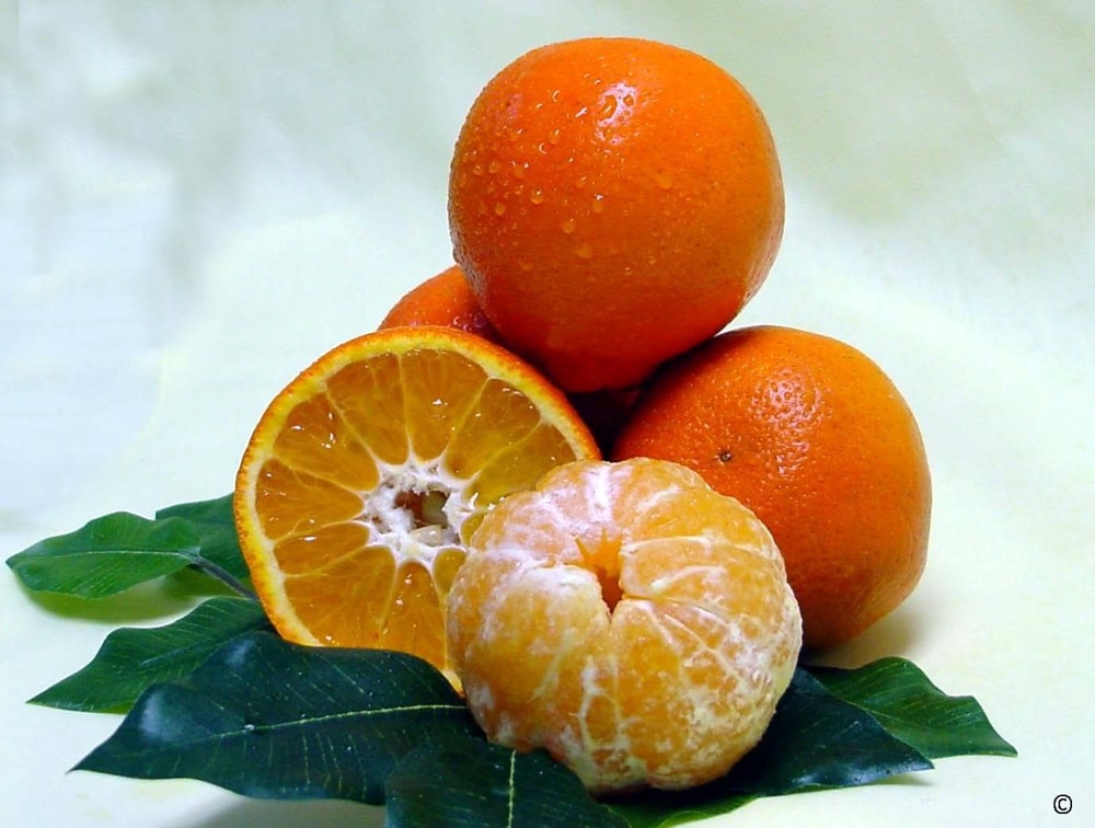citricos3