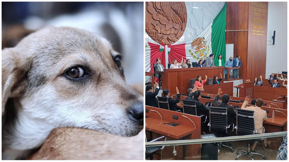 Congreso de Tlaxcala impulsa reformas para la protección y respeto hacia los animales
