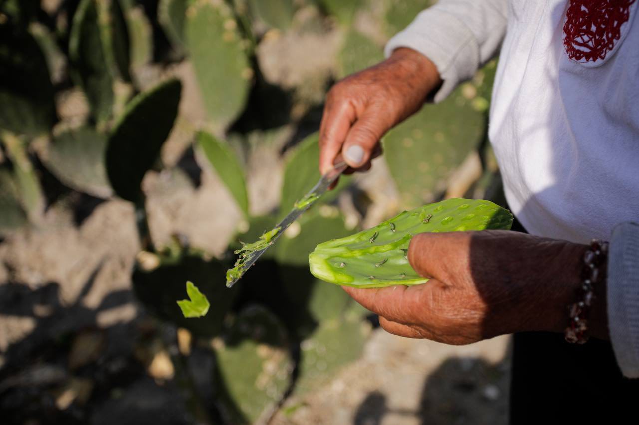 Feria del Nopal Tlaxcalancingo 2025 espera más de 10 mil visitantes en su edición 29