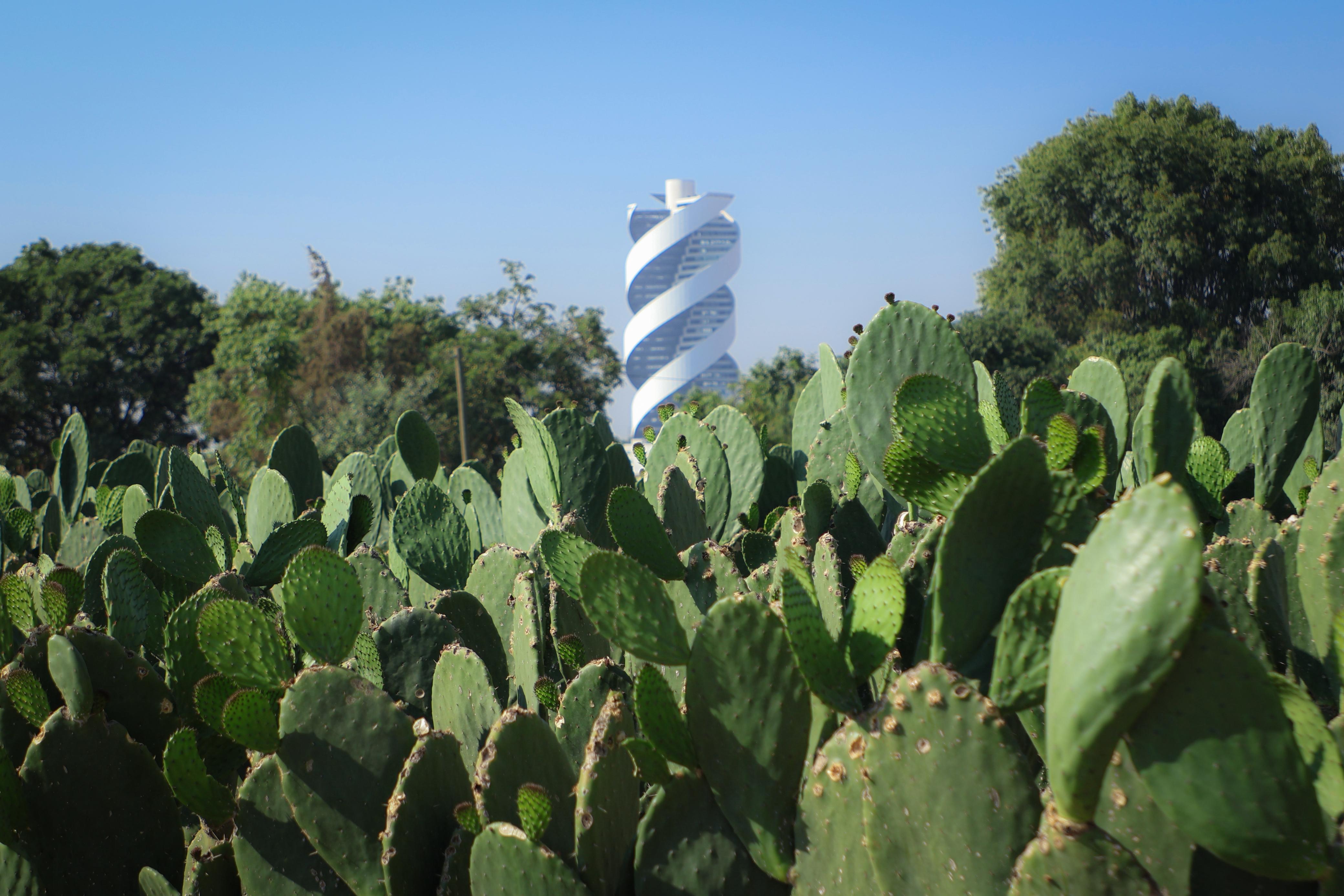 gct presenta feria del nopal 2025 3