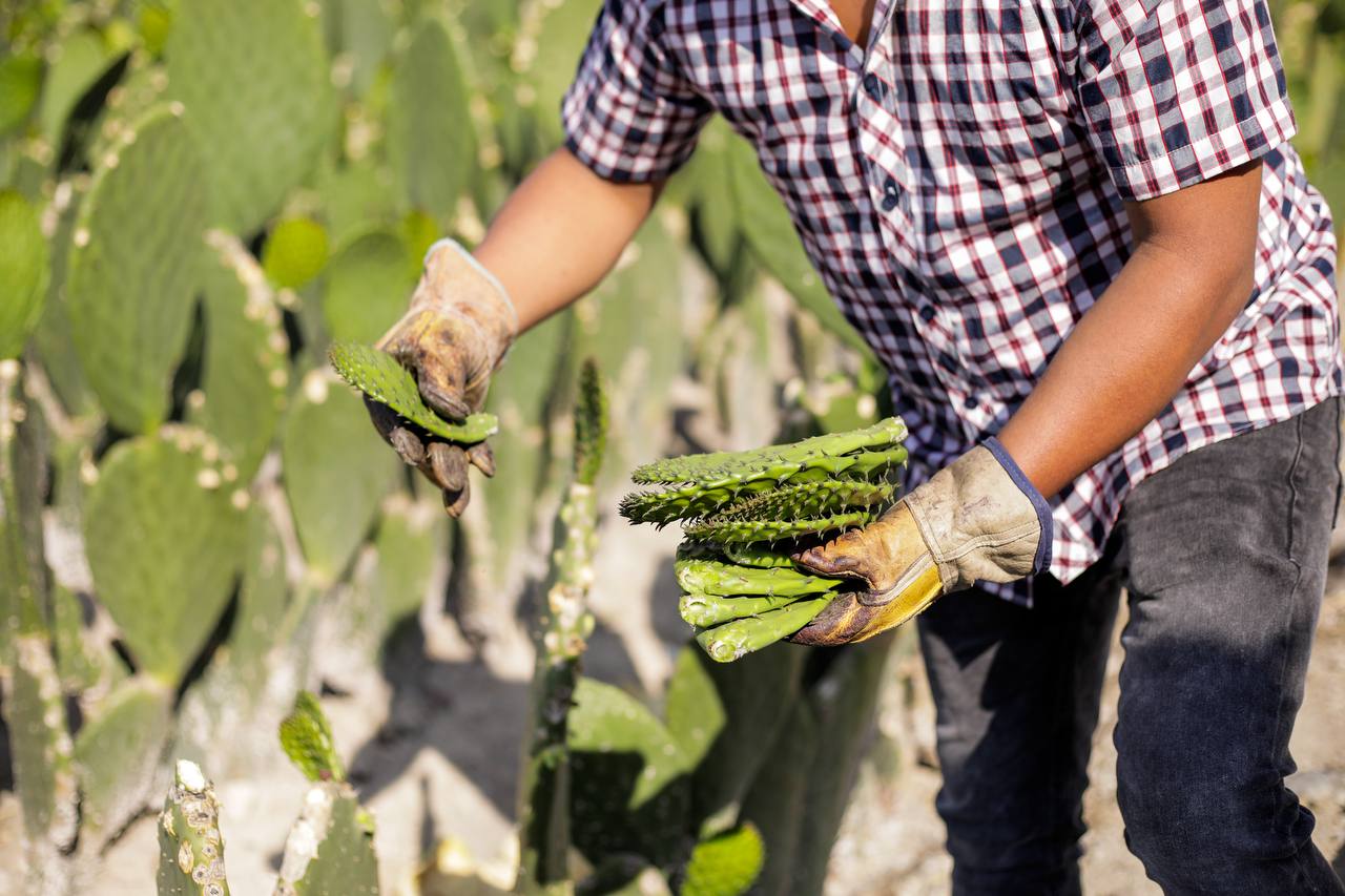 gct presenta feria del nopal 2025 4