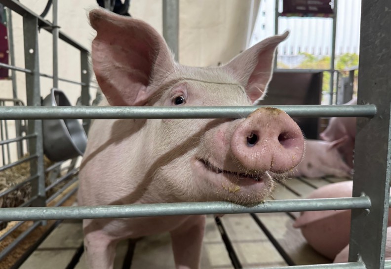 Donación de carne fortalece alimentación en casas del SEDIF Puebla