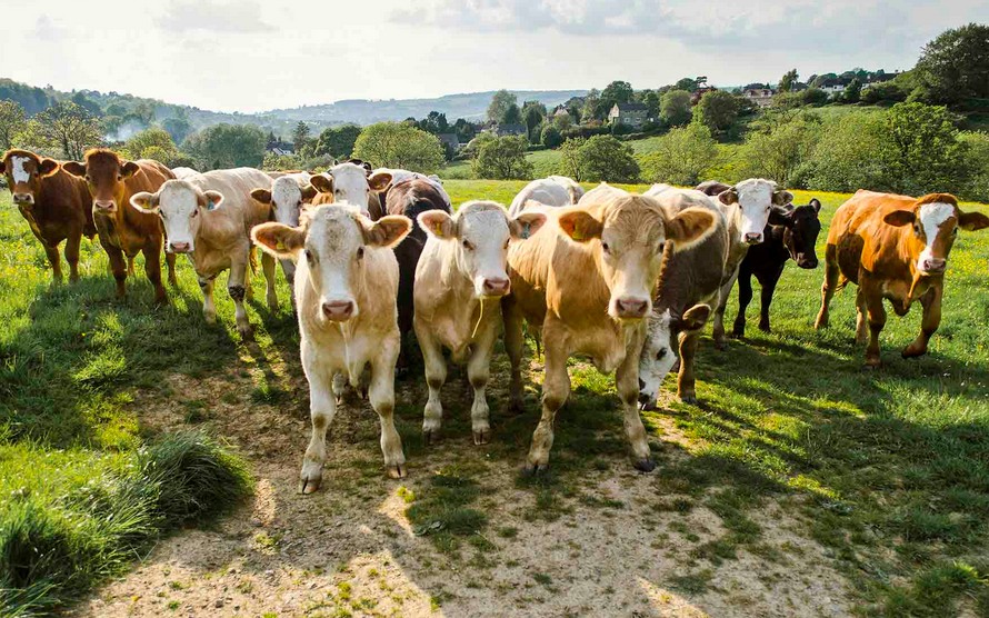 Una plaga que regresa: el gusano barrenador preocupa a México