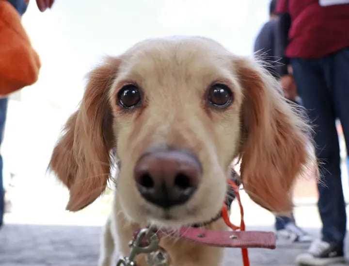 jornada de esterilización cuautlancingo 4