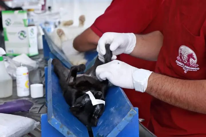 jornada de esterilización cuautlancingo 5