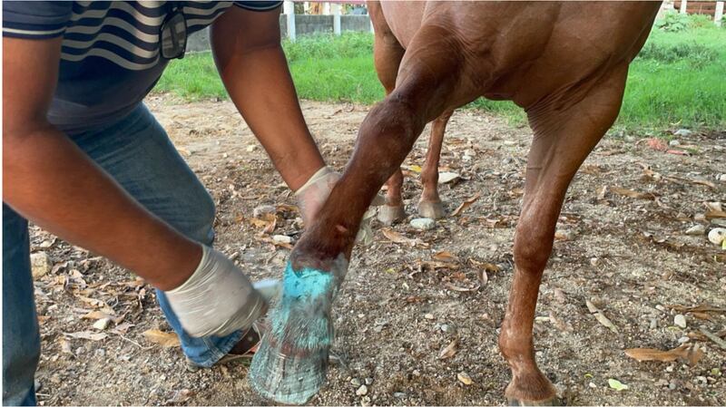 Alerta en México: 666 brotes de gusano barrenador afectan a Chiapas
