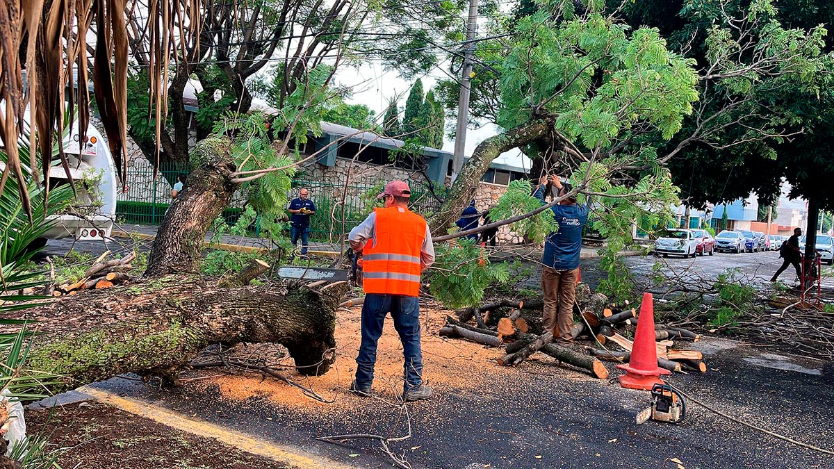 Lluvias provocan caída de árboles y obstrucción de vialidades en Puebla capital