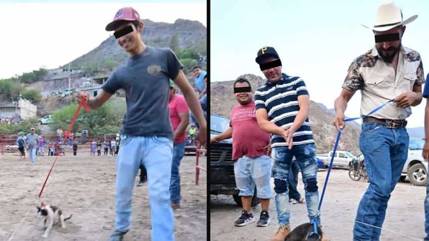 Indignación en Guanajuato por gatitos usados con pirotecnia en fiesta